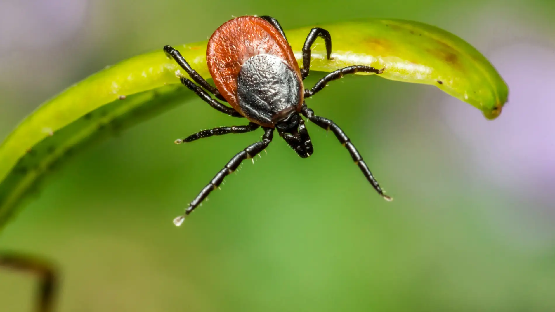 Qué es la enfermedad de Lyme: Harvard advierte que se está expandiendo