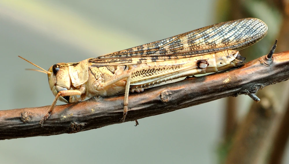 Imagen de archivo de la langosta migratoria (Locusta migratoria)