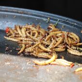 Imagen de gusanos de la harina comestibles