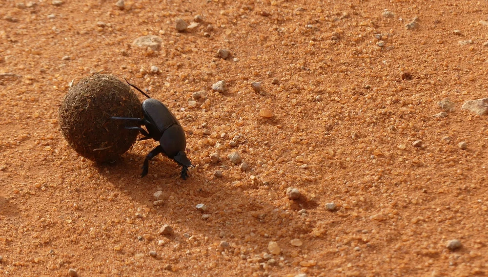 Imagen de un escarabajo del estiércol (Alphitobius diaperinus)
