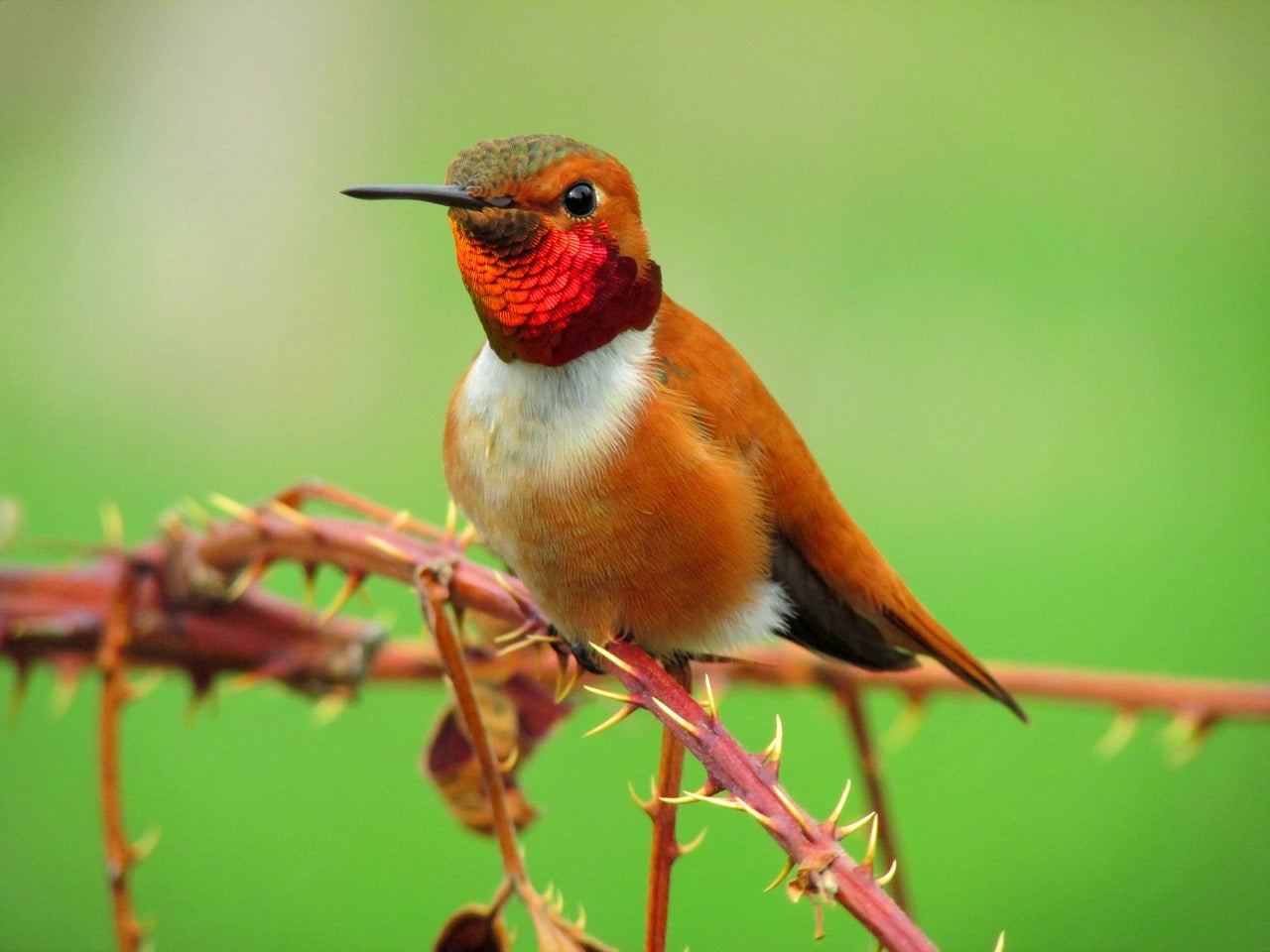Centavo, el colibrí rufo de Alaska: "El día que los pájaros nos vayamos extinguiendo, lo pagaréis en un futuro distópico, rollo Blade Runner" Centavo, el colibrí rufo de Alaska: "El día que los pájaros nos vayamos extinguiendo, lo pagaréis en un futuro distópico, rollo Blade Runner"