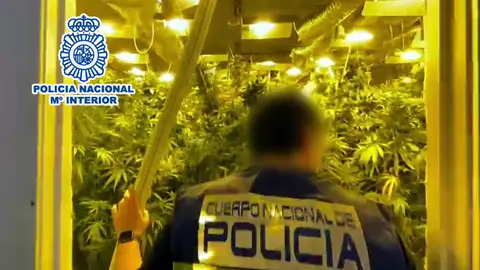 La Policía Nacional desmantela una plantación indoor de marihuana oculta en una nave industrial La Policía Nacional desmantela una plantación indoor de marihuana oculta en una nave industrial
