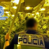 La Policía Nacional desmantela una plantación indoor de marihuana oculta en una nave industrial 