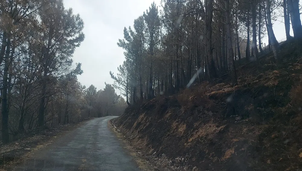 Los aprovechamientos maderables quemados no necesitan autorización de corta.