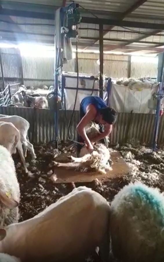 Los ganaderos de la provincia de Ciudad Real afrontan con preocupación el momento de esquilar a las ovejas Los ganaderos de la provincia de Ciudad Real afrontan con preocupación el momento de esquilar a las ovejas