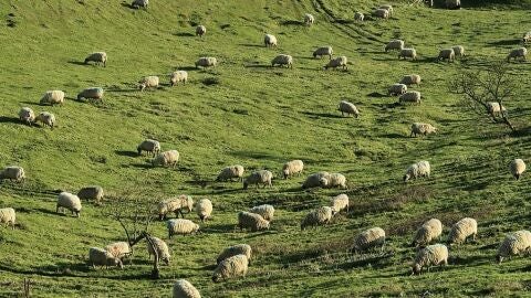 Reba&ntilde;o de ovejas 