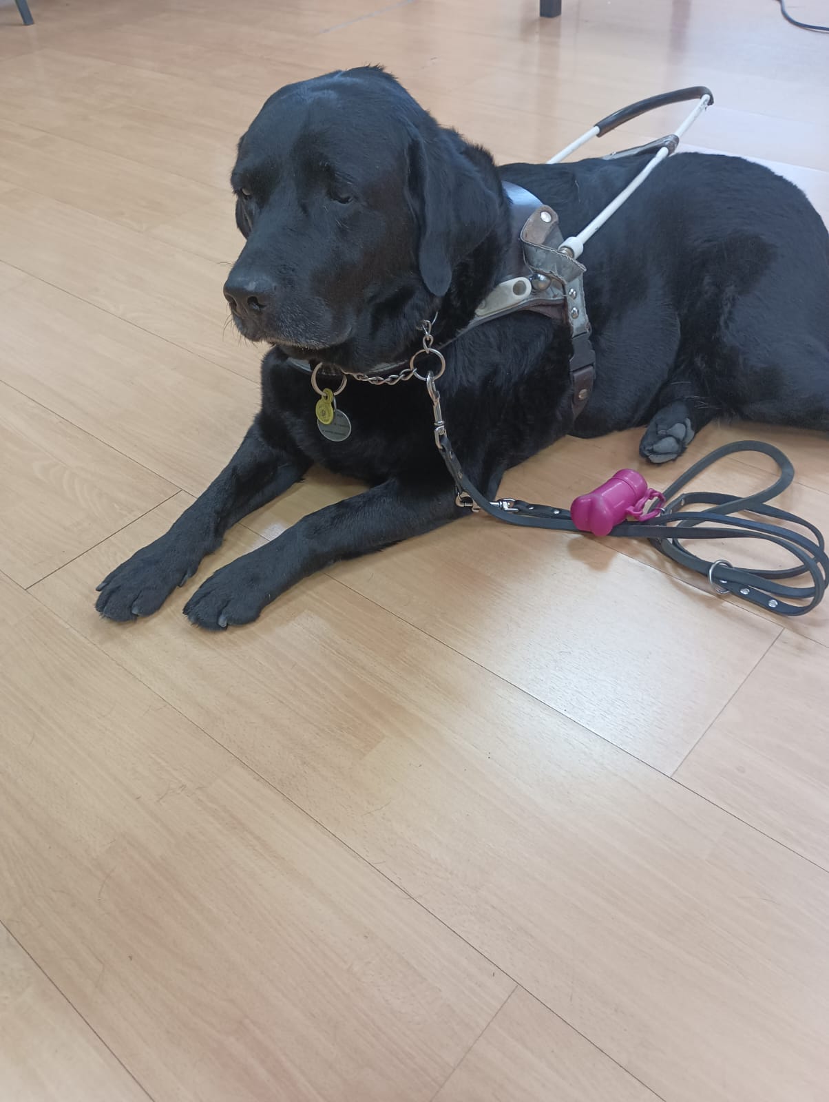 Los perros guía de la Once reclaman no distraer su atención mientras caminan junto a una persona ciega Los perros guía de la Once reclaman no distraer su atención mientras caminan junto a una persona ciega