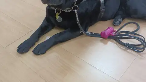 "Zera" perro guía Zera es el perro guía de Isidro Sánchez, ciego desde los 18 años