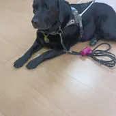 "Zera" perro guía "Zera" perro guía