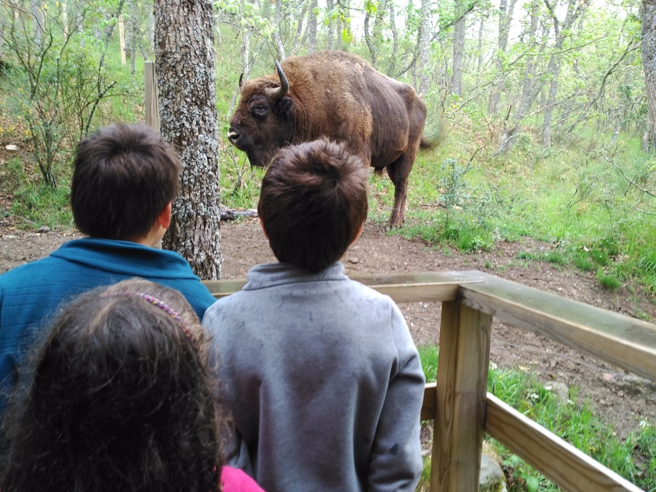 San Cebrián de Mudá declarado “kilómetro cero Mundial del Bisonte Europeo en la Península Ibérica” San Cebrián de Mudá declarado “kilómetro cero Mundial del Bisonte Europeo en la Península Ibérica”