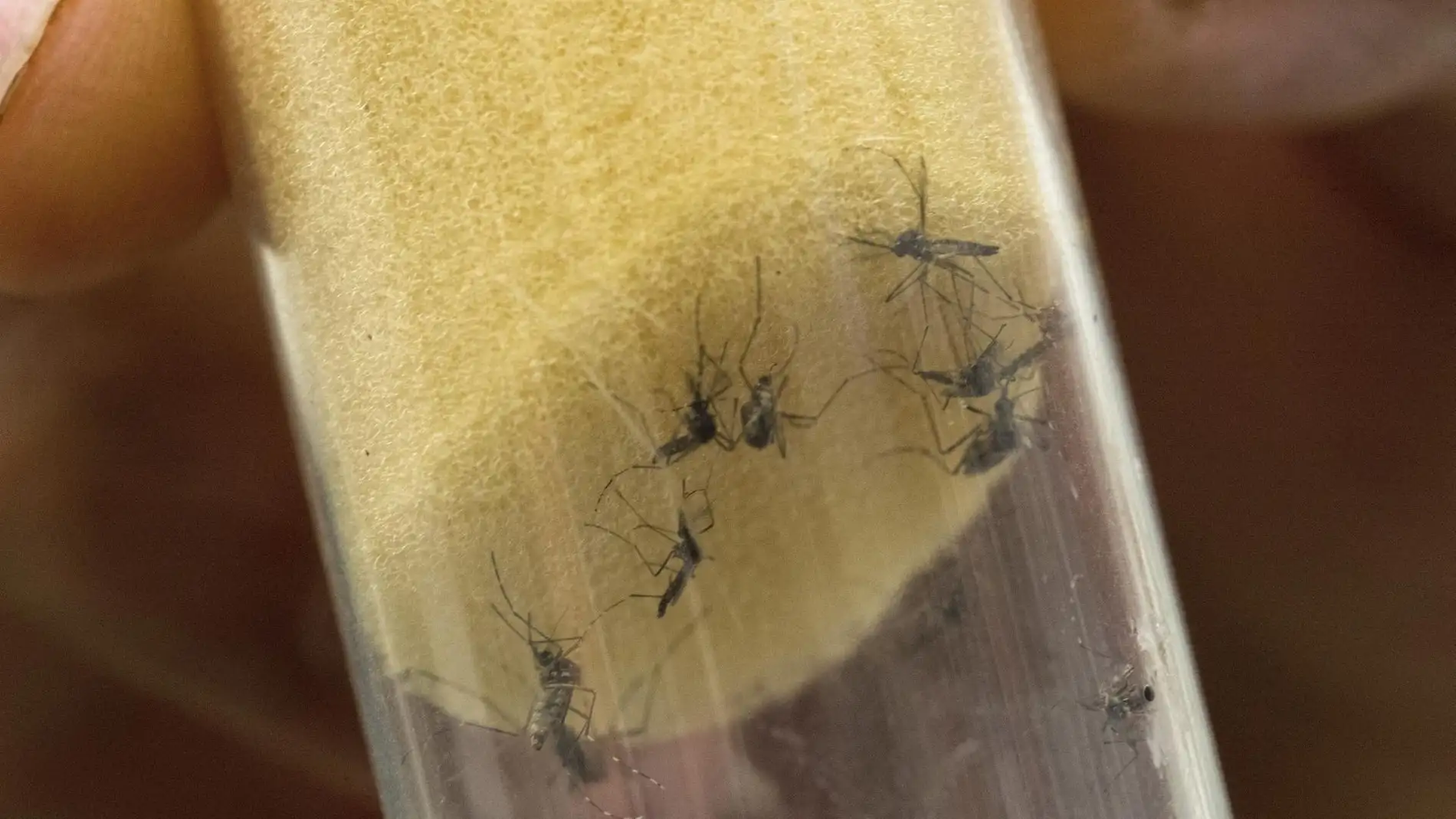 Imagen de archivo que muestra al mosquito "Aedes aegypti", transmisor del virus del Zika y el dengue