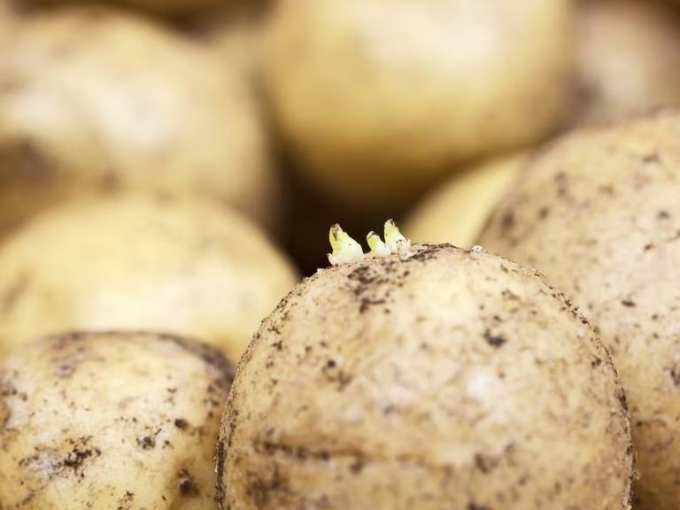 ¿Se puede comer las patatas con brotes? Un experto lo aclara ¿Se puede comer las patatas con brotes? Un experto lo aclara