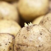 ¿Se puede comer las patatas con brotes? Un experto lo aclara
