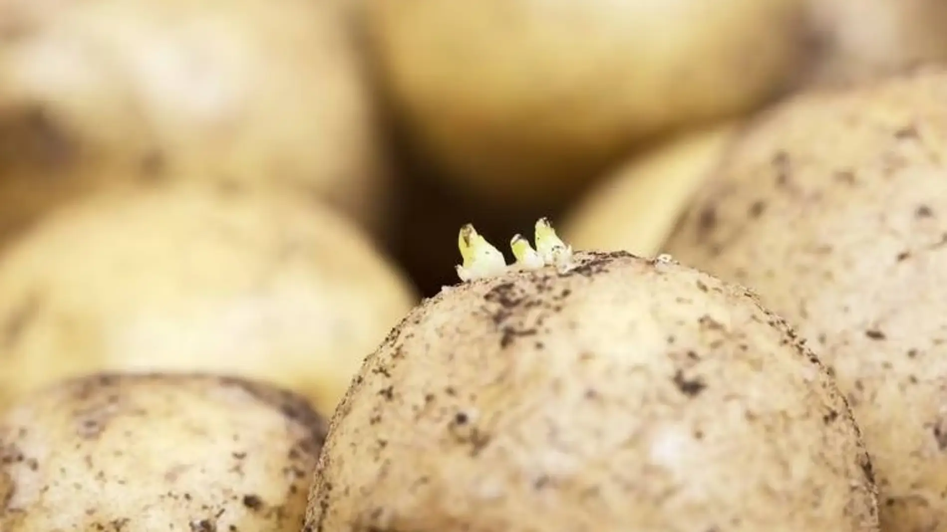 ¿Se puede comer las patatas con brotes? Un experto lo aclara