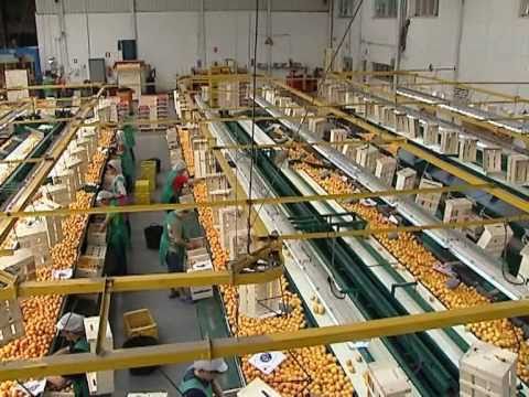 Nísperos muy dulces pero de bajo calibre marca la campaña de Callosa d'en Sarrià Nísperos muy dulces pero de bajo calibre marca la campaña de Callosa d'en Sarrià