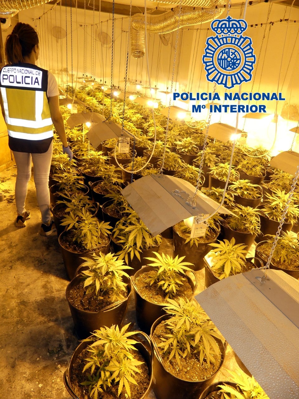 La Policía Nacional desmantela en Elda una plantación de marihuana en el interior de una nave industrial La Policía Nacional desmantela en Elda una plantación de marihuana en el interior de una nave industrial