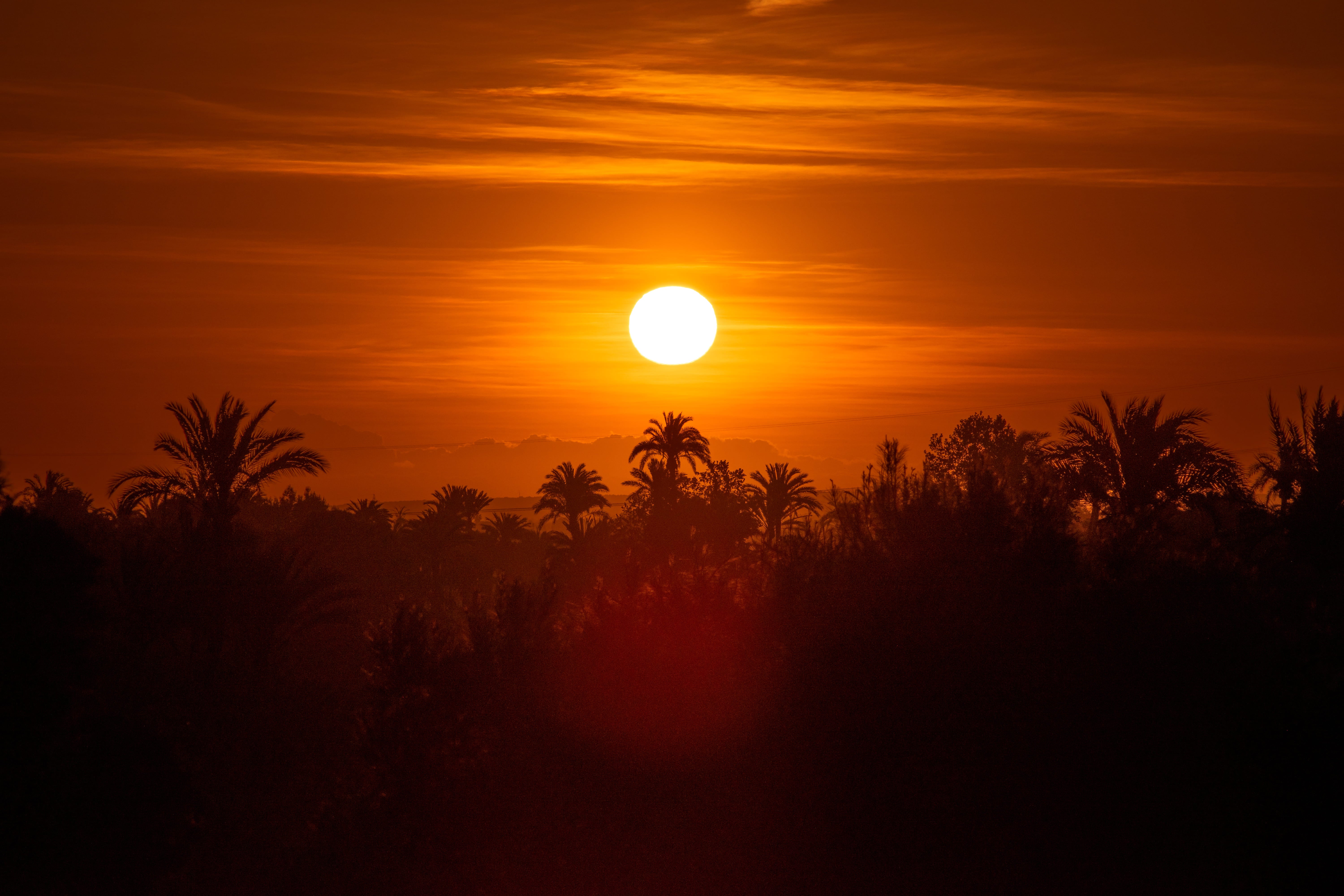 Alberto Calleja gana el II Concurso De Fotografía “Palmeral de Orihuela” Alberto Calleja gana el II Concurso De Fotografía “Palmeral de Orihuela”