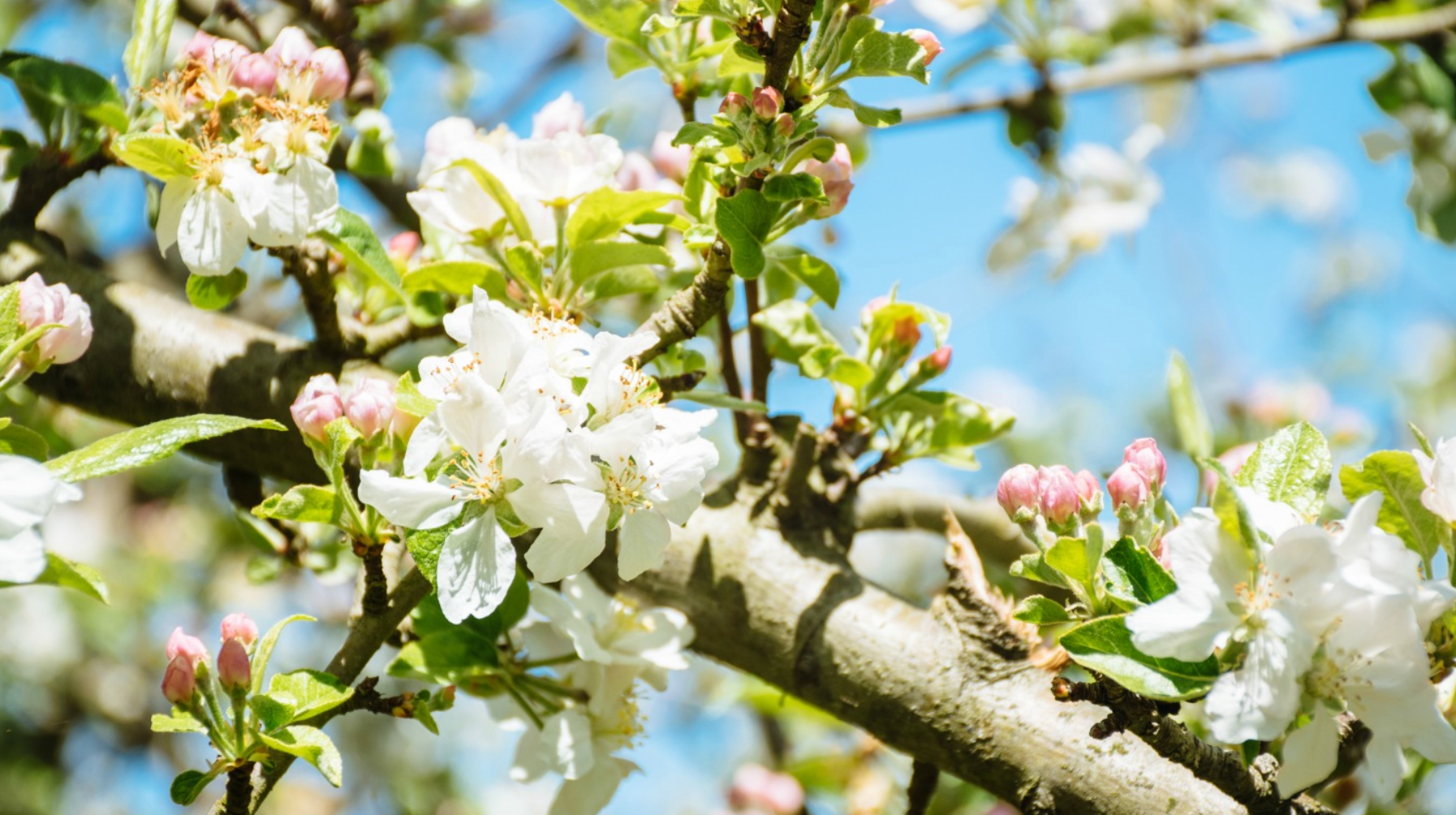 "Un espectáculo de flores cubriendo la comarca de la Sidra" "Un espectáculo de flores cubriendo la comarca de la Sidra"
