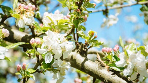 Floraci&oacute;n del Manzano