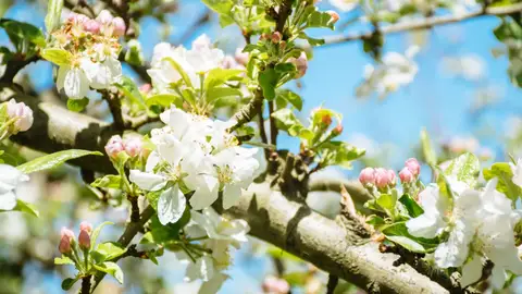 Floración del Manzano Floración del Manzano