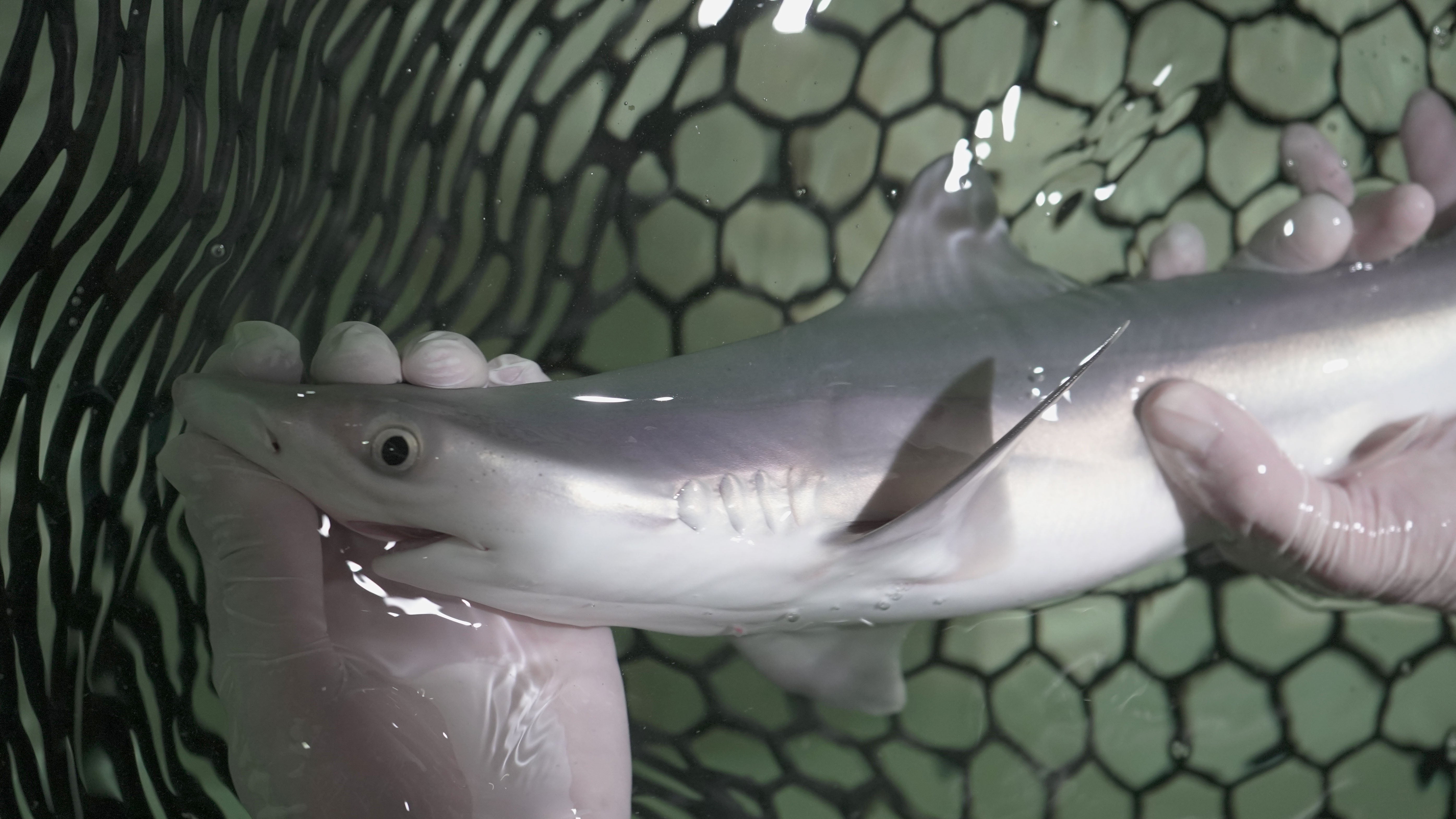 Nacen seis tiburones grises en el Oceanogràfic Nacen seis tiburones grises en el Oceanogràfic