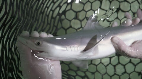 Tiburones
