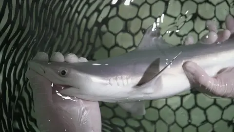 Tiburones Tiburones