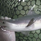 Tiburones