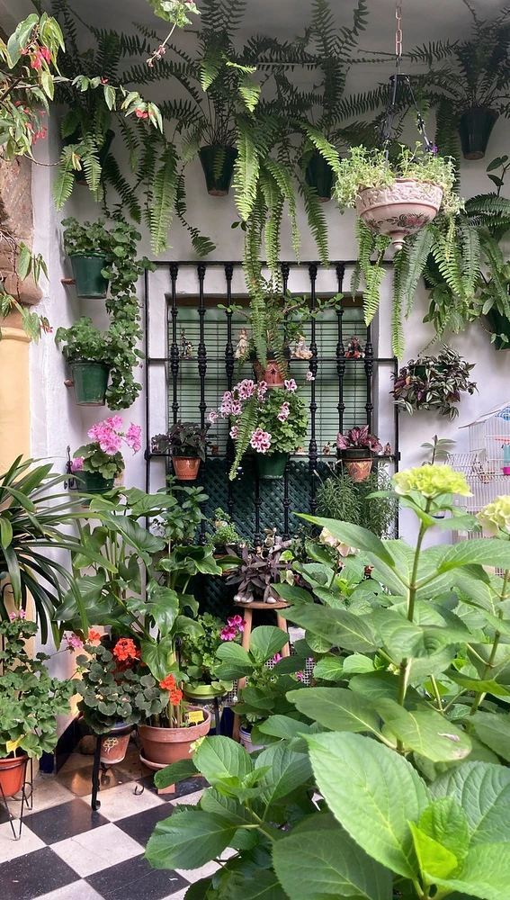 Macetas y flores en Córdoba
