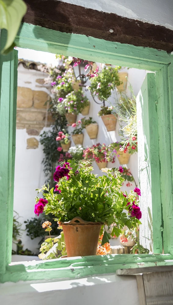 Maceta en ventana