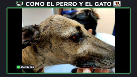 Una galga aparece tirada en un contenedor con las patas atadas y el cráneo perforado en Bollullos