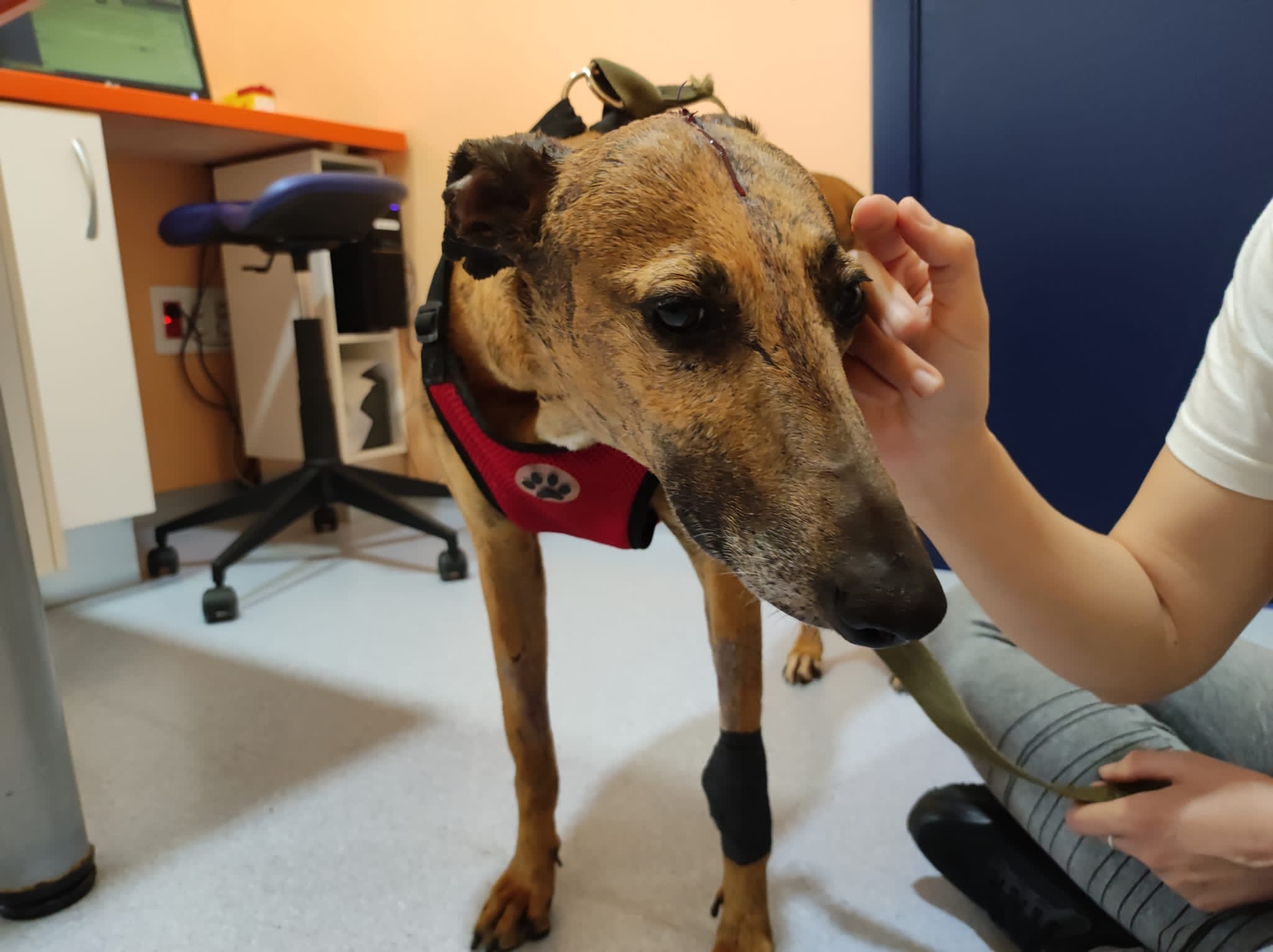 Una galga aparece tirada en un contenedor con las patas atadas y el cráneo perforado en Bollullos Una galga aparece tirada en un contenedor con las patas atadas y el cráneo perforado en Bollullos