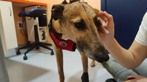 Galga tirada a la basura en Bolllullos Galga tirada a la basura en Bolllullos