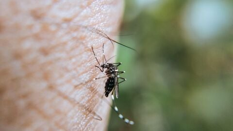 Las altas temperaturas han adelantado la llegada de los mosquitos