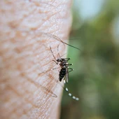 Las altas temperaturas han adelantado la llegada de los mosquitos Las altas temperaturas han adelantado la llegada de los mosquitos