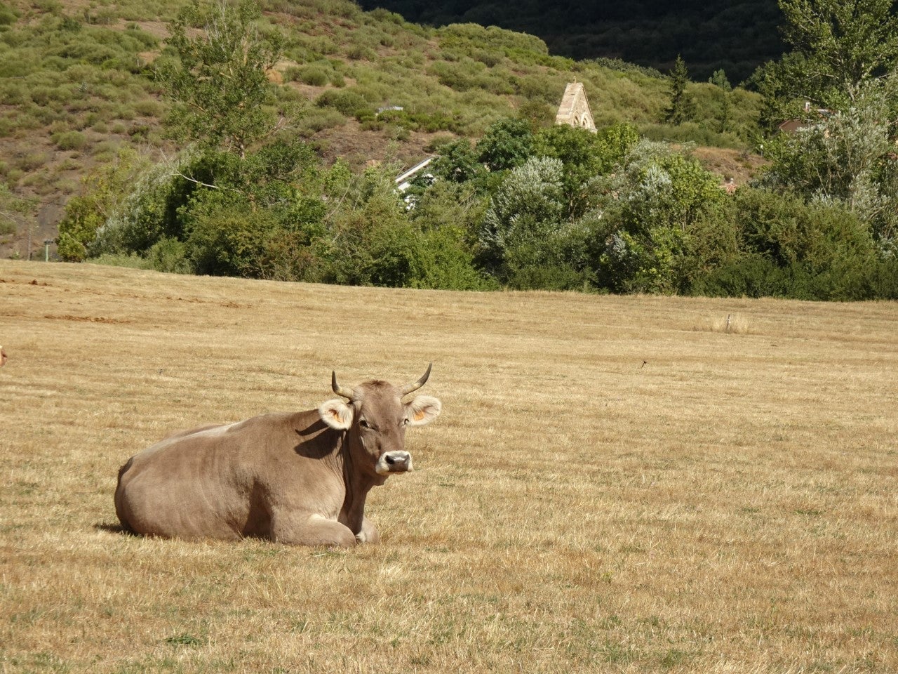 "Vamos a tener que trasladar al ganado a zonas cercanas al río y los arroyos ante la falta de agua en la Montaña Palentina" "Vamos a tener que trasladar al ganado a zonas cercanas al río y los arroyos ante la falta de agua en la Montaña Palentina"