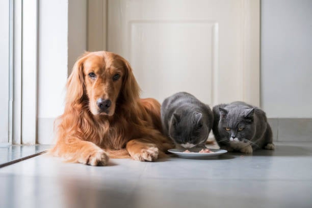Ángel Osuna adiestrador canino nos explica por qué los perros y los gatos no comen lo mismo Ángel Osuna adiestrador canino nos explica por qué los perros y los gatos no comen lo mismo