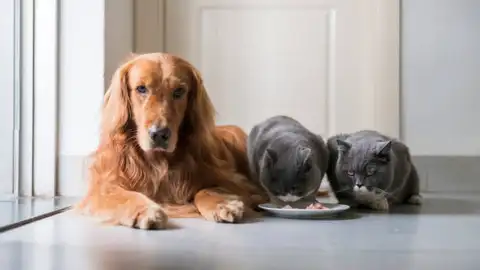 Angel Osuna adiestrador canino nos explica porque los perros y los gatos no comen lo mismo adiestramiento