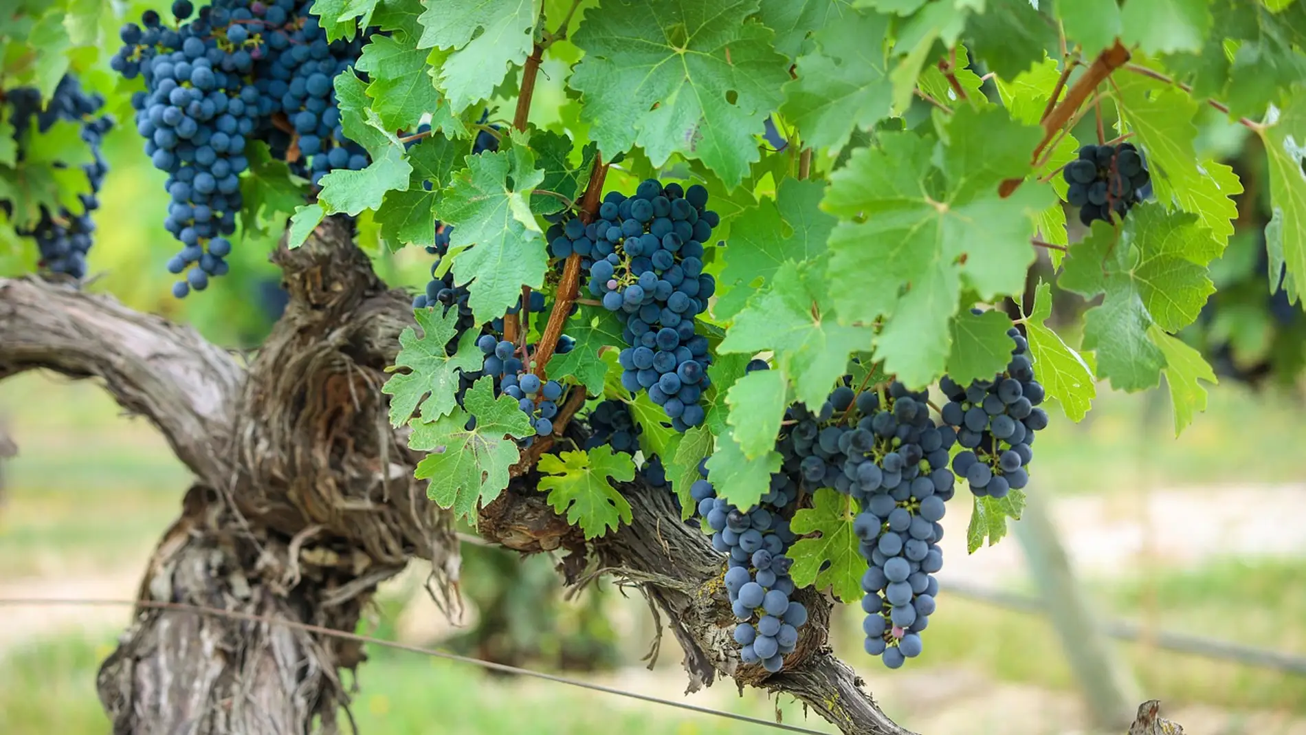 Los viñedos ecológicos forman parte del sector en Aragón