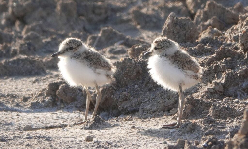 #NoMeToquesLosHuevos: una provocadora campaña para evitar la extinción del chorlitejo patinegro #NoMeToquesLosHuevos: una provocadora campaña para evitar la extinción del chorlitejo patinegro