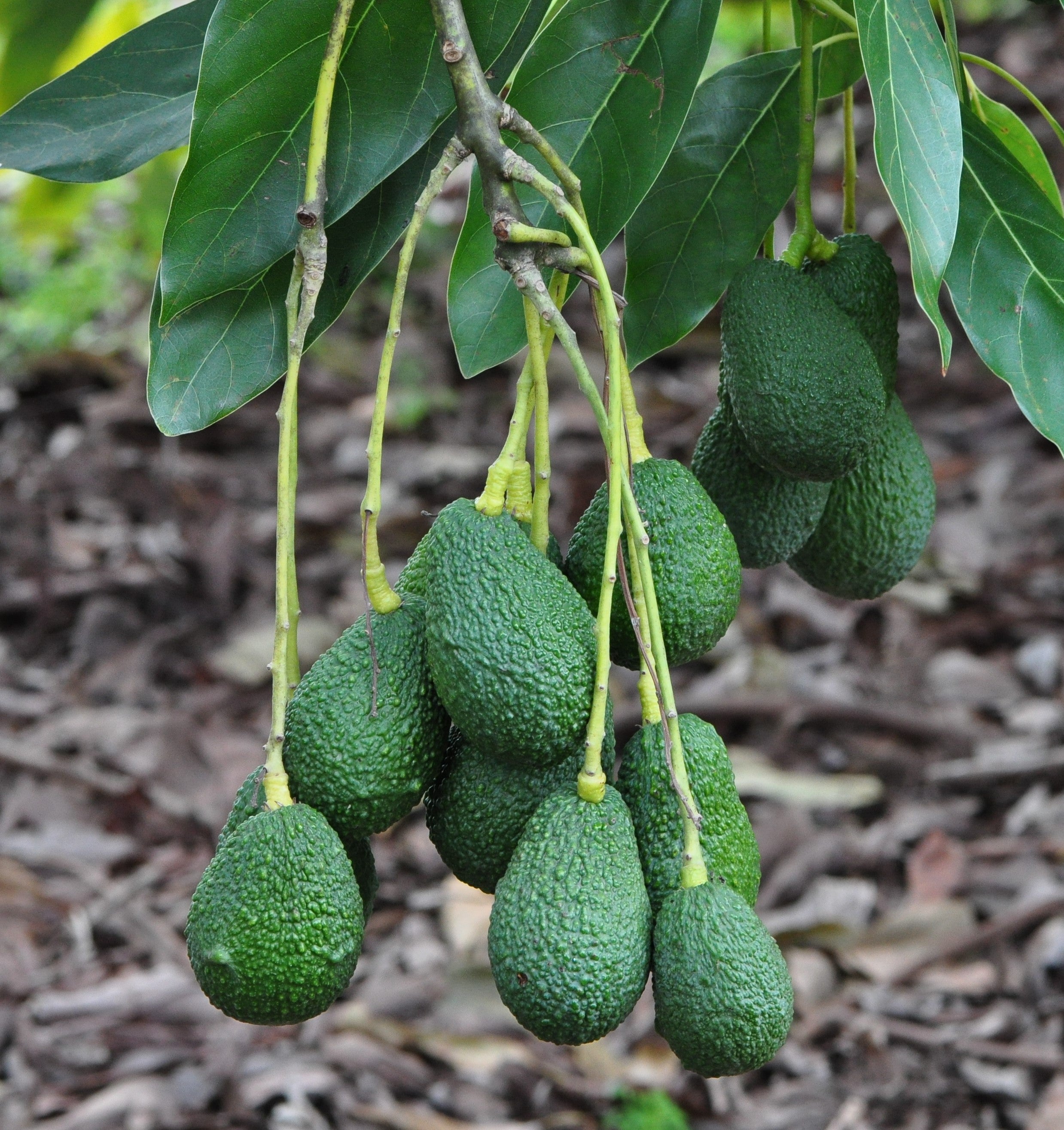 El futuro de los subtropicales de la Axarquía, a análisis El futuro de los subtropicales de la Axarquía, a análisis