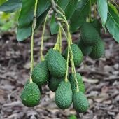 Plantación de aguacates