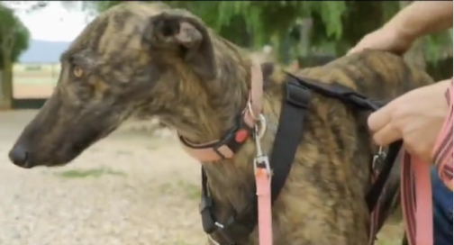 Adopta en JELO: Penélope está lista para buscar un nuevo hogar Adopta en JELO: Penélope está lista para buscar un nuevo hogar
