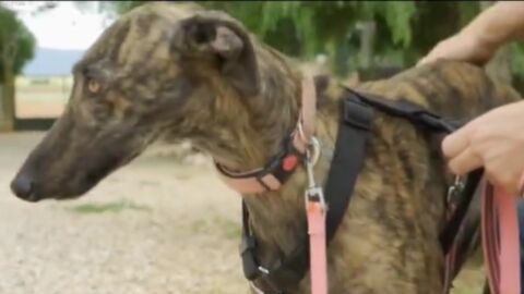 Adopta en JELO: Pen&eacute;lope est&aacute; lista para para buscar un nuevo hogar 