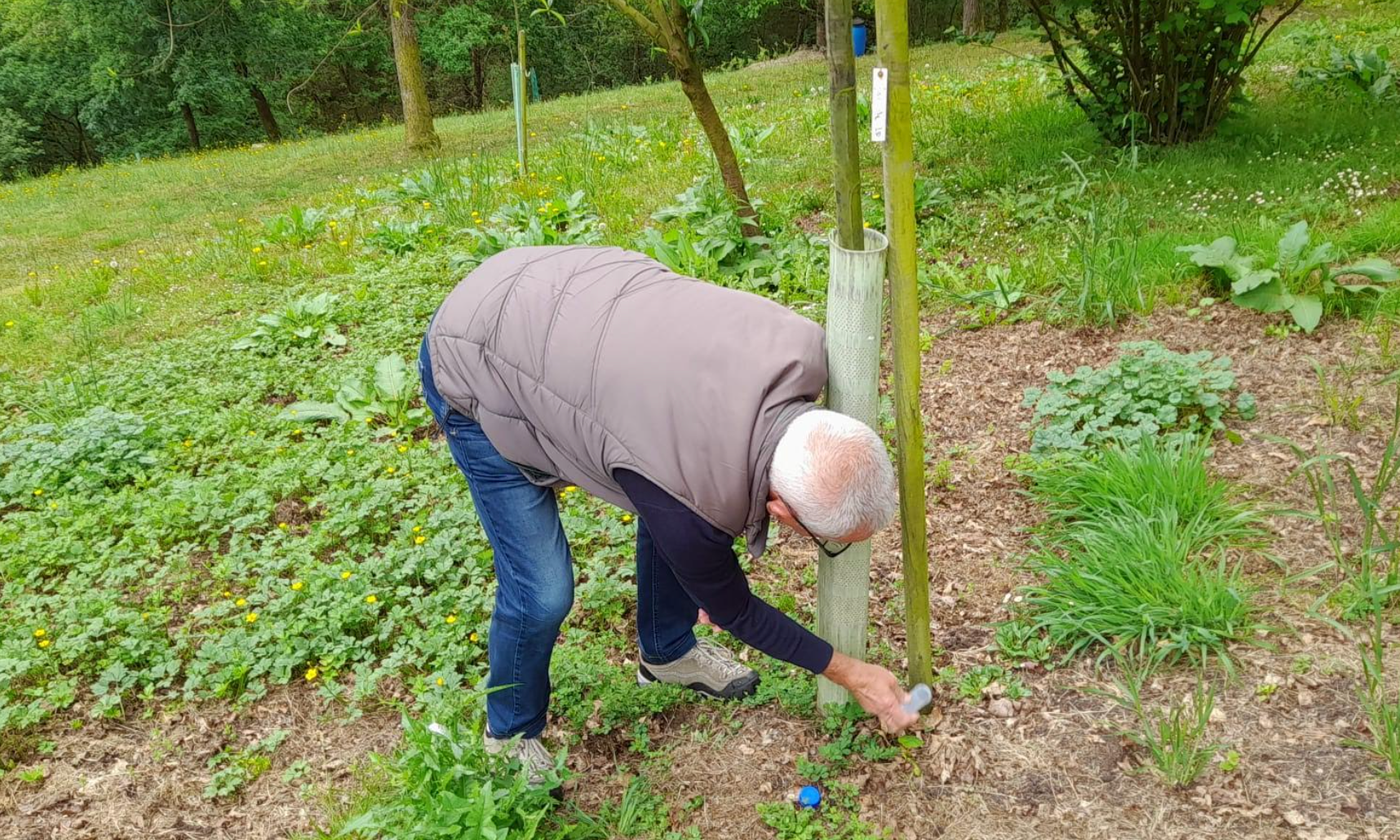 Llanes combate a la avispilla del castaño con la suelta del parasitoide Torymus sinensis. Llanes combate a la avispilla del castaño con la suelta del parasitoide Torymus sinensis.