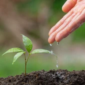 La sequía afecta a los campos malagueños La sequía afecta a los campos malagueños