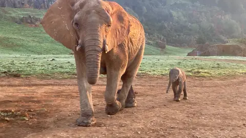 Elefantes en Cabárceno. Elefantes en Cabárceno.