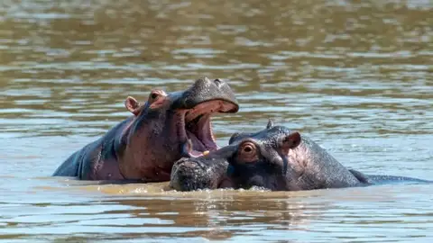 Mamíferos Mamíferos
