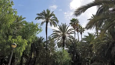 Parque Municipal de Elche. Parque Municipal de Elche.