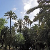 Parque Municipal de Elche. Parque Municipal de Elche.